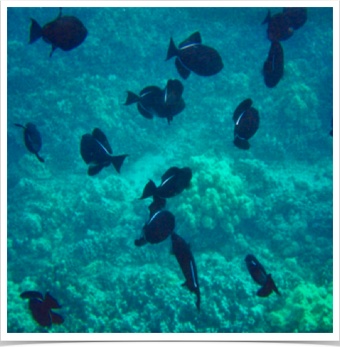Schooling Black Triggerfish (Melichthys niger) - called Humuhumu'ele'ele in Hawaiian,
